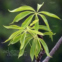 Cussonia ZIMMERMANNII (Куссония)