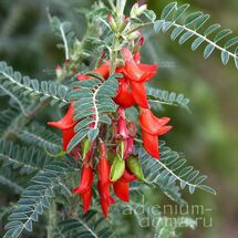 Lessertia FRUTESCENS (Лессертия, Пузырчатый горох)