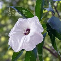 Ipomoea MURUCOIDES (Ипомея)