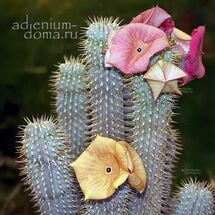 Hoodia CURRORII 'LUGARDII' (Худия)