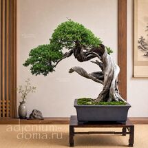 Juniperus OXYCEDRUS (Можжевельник)