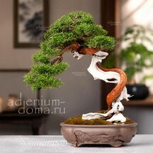 Juniperus TURBINATA (Можжевельник)