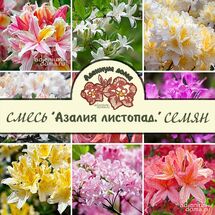 Rhododendron 'HARDY DECIDUOUS' MIX (Азалия, Рододендрон)