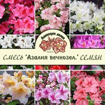 Rhododendron 'HARDY EVERGREEN' MIX (Азалия, Рододендрон)