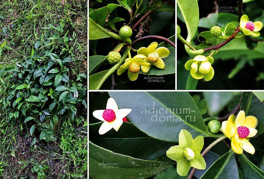 Kadsura LONGIPEDUNCULATA Chinese Vine Кадсура длинноцветоножковая Лонгипедункулата китайская 3