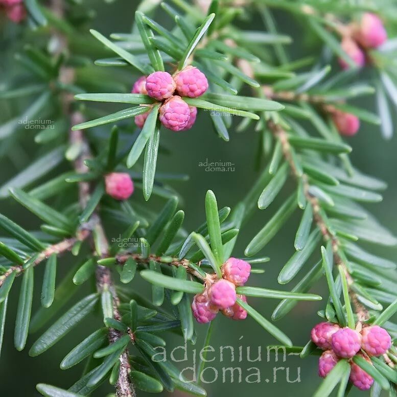 Tsuga HETEROPHYLLA Western Hemlock Тсуга разнолистная западная Хетерофилла 3