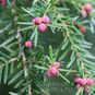 Tsuga HETEROPHYLLA (Тсуга) 4