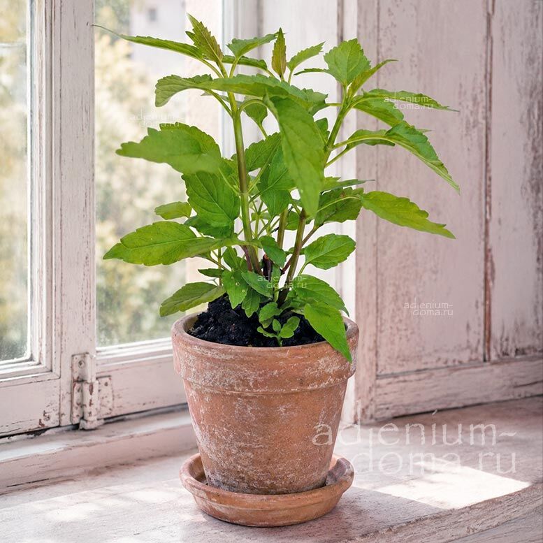 Scutellaria LATERIFLORA American Skullcap Blue Шлемник боковоцветковый Скутеллярия Латерифлора 2
