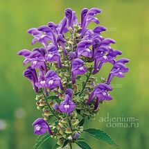 Scutellaria LATERIFLORA (Шлемник, Скутеллярия)