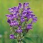 Scutellaria LATERIFLORA (Шлемник, Скутеллярия) 2