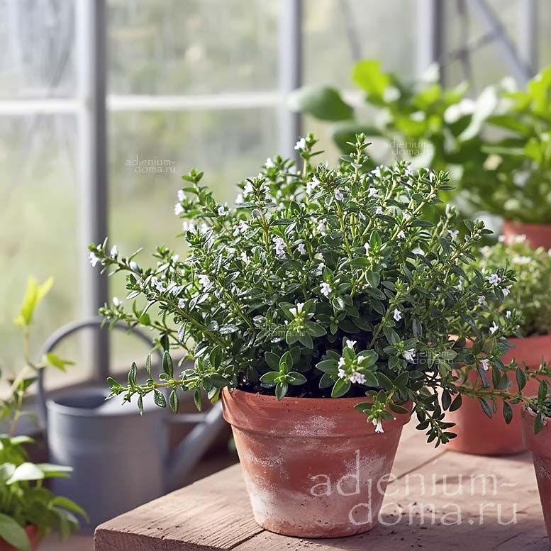 Satureja MONTANA Winter Savory Mountain Чабер горный многолетний зимний Сатурея Монтана 2