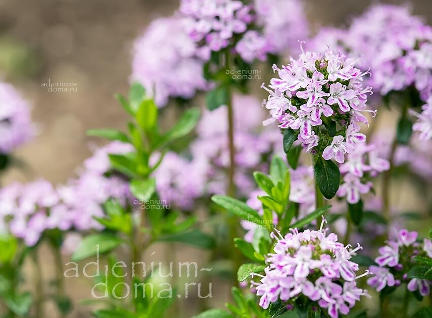 Satureja MONTANA Winter Savory Mountain Чабер горный многолетний зимний Сатурея Монтана 3