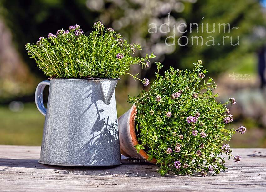 Satureja MONTANA Winter Savory Mountain Чабер горный многолетний зимний Сатурея Монтана 1