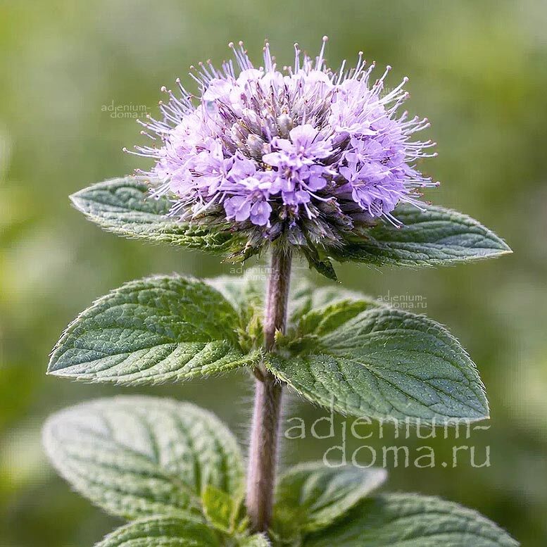 Mentha PULEGIUM (Мята)