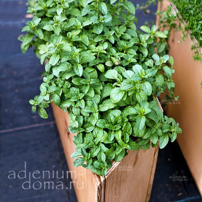 Mentha PULEGIUM Pennyroyal Мята болотная блошиная дагестанская Мента Пулегиум Блошница Пеннироял 2