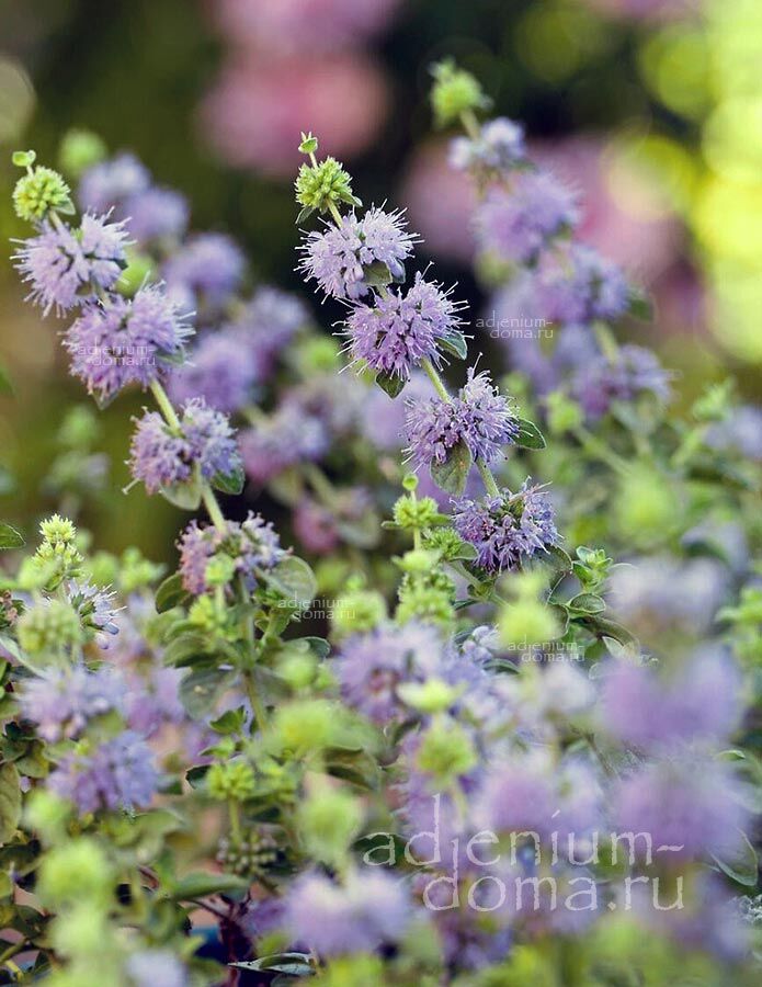 Mentha PULEGIUM Pennyroyal Мята болотная блошиная дагестанская Мента Пулегиум Блошница Пеннироял 3