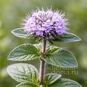 Mentha PULEGIUM (Мята) 2