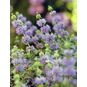 Mentha PULEGIUM (Мята) 4