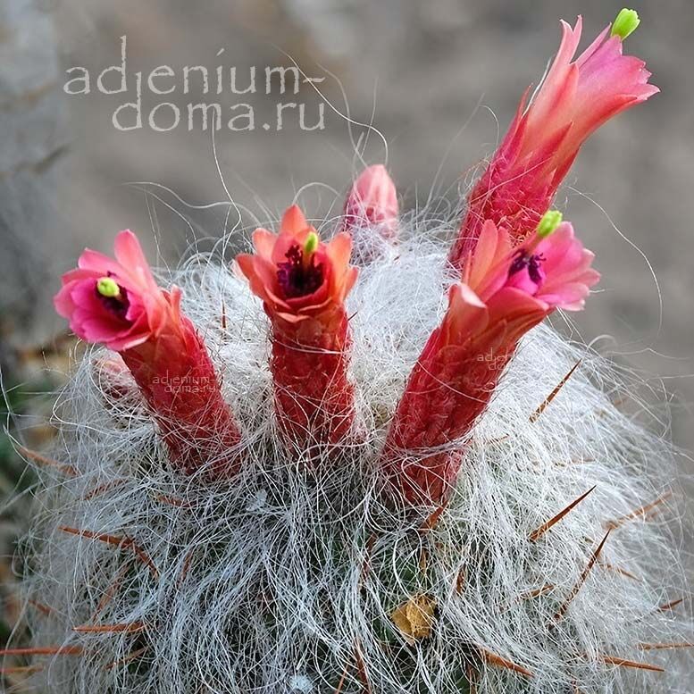 Oreocereus CELSIANUS Old Man of the Andes Ореоцереус Цельса Цельсианус Старик Анд 2