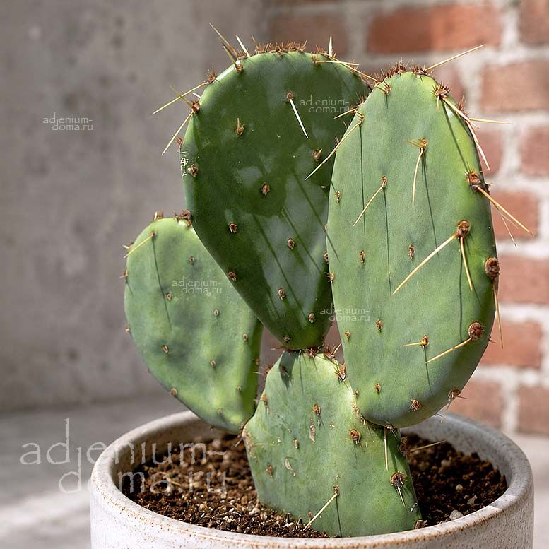 Opuntia ENGELMANNII (Опунция)