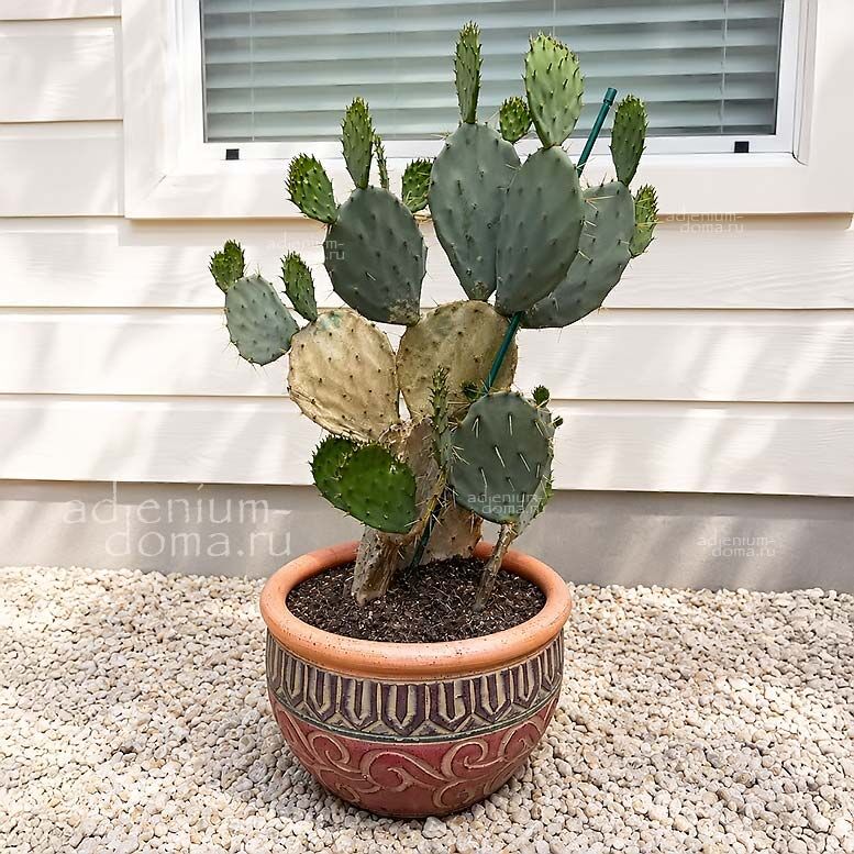 Opuntia ENGELMANNII Engelmann Prickly Pear Cactus Apple Опунция Энгельмана 1