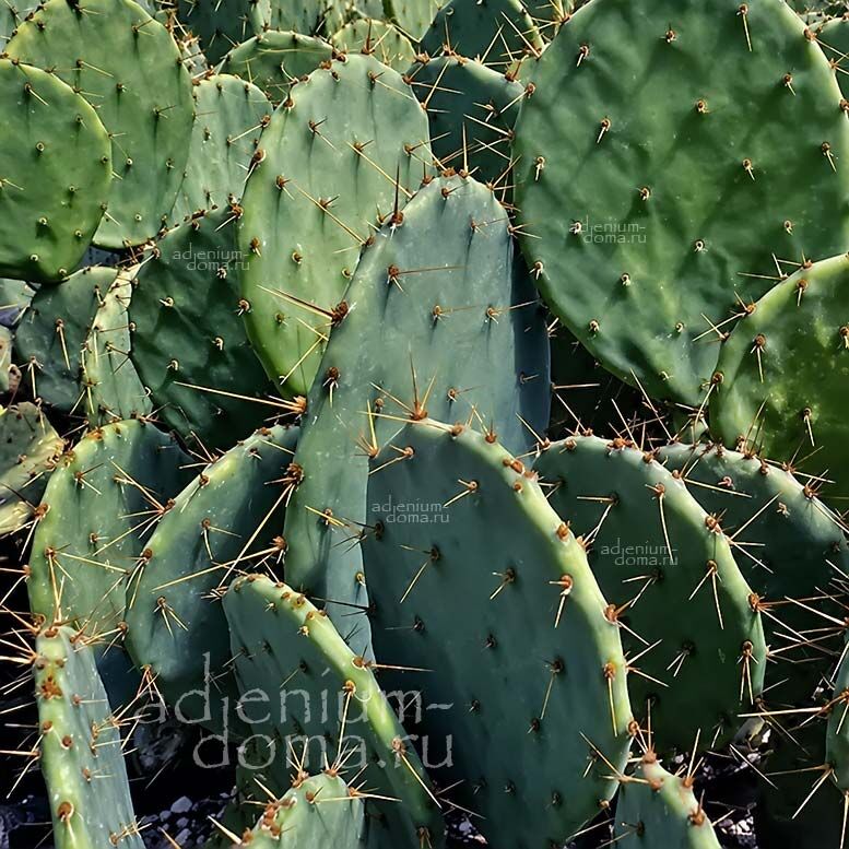 Opuntia ENGELMANNII Engelmann Prickly Pear Cactus Apple Опунция Энгельмана 3