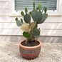 Opuntia ENGELMANNII (Опунция) 3