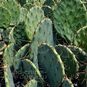 Opuntia ENGELMANNII (Опунция) 4