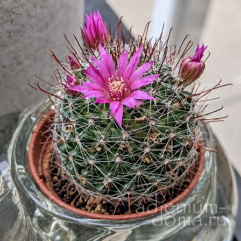 Mammillaria BENECKEI (Маммиллярия 'Рыболовный крючок')