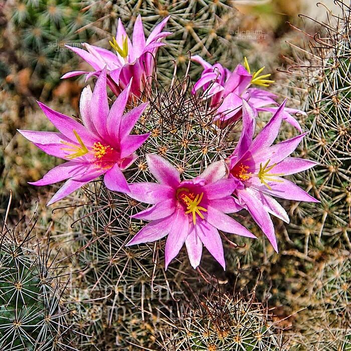 Mammillaria BENECKEI Fishhook Cactus Dolichothele BALSASOIDES Маммиллярия Бенеке 2