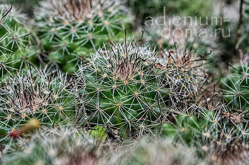 Mammillaria BENECKEI Fishhook Cactus Dolichothele BALSASOIDES Маммиллярия Бенеке 3