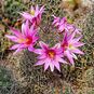 Mammillaria BENECKEI (Маммиллярия 'Рыболовный крючок') 3