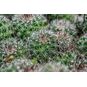 Mammillaria BENECKEI (Маммиллярия 'Рыболовный крючок') 4