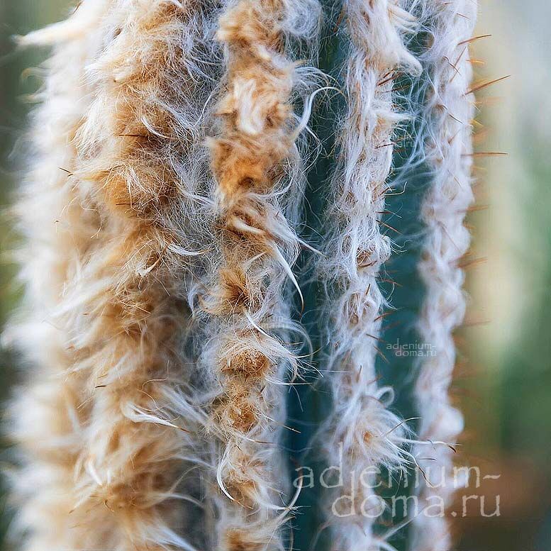Pilosocereus LEUCOCEPHALUS Old Man of Mexico Woolly Torch Пилосоцереус белоголовый Леукоцефалус Старик Мексики Шерстяной факел 2