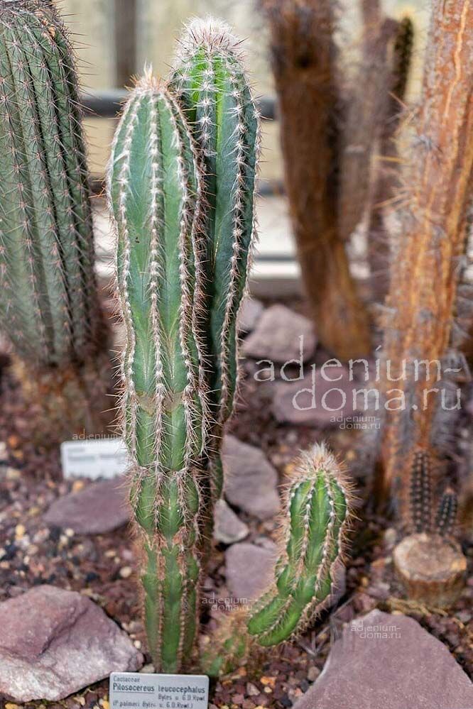 Pilosocereus LEUCOCEPHALUS Old Man of Mexico Woolly Torch Пилосоцереус белоголовый Леукоцефалус Старик Мексики Шерстяной факел 3