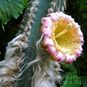 Pilosocereus LEUCOCEPHALUS (Пилозоцереус) 2