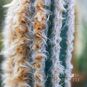 Pilosocereus LEUCOCEPHALUS (Пилозоцереус) 3