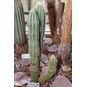Pilosocereus LEUCOCEPHALUS (Пилозоцереус) 4