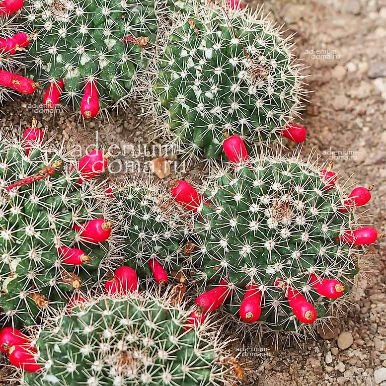 Mammillaria ROSEOALBA (Маммиллярия)