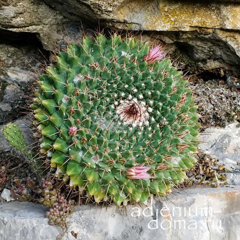 Mammillaria ROSEOALBA Rose White Pincushion Cactus Маммиллярия розово-белая Розеоальба 2