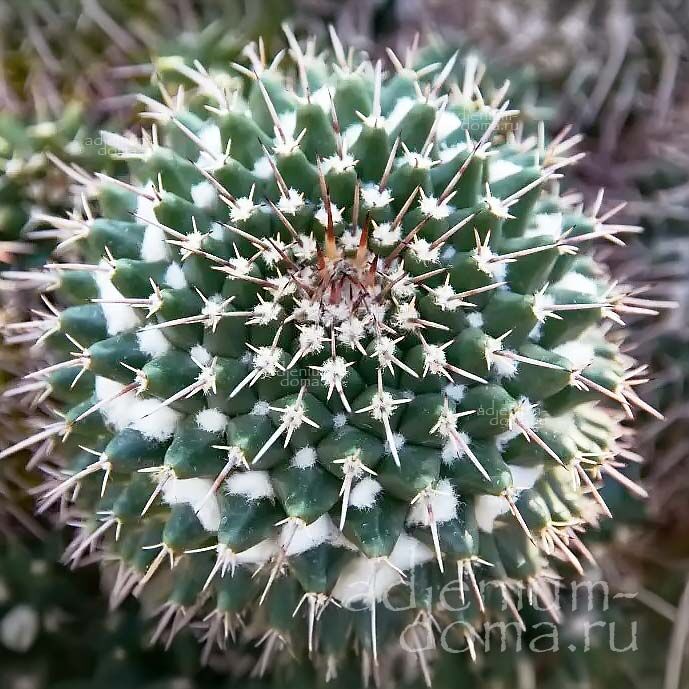 Mammillaria ROSEOALBA Rose White Pincushion Cactus Маммиллярия розово-белая Розеоальба 3