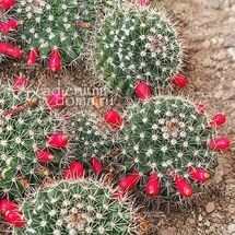 Mammillaria ROSEOALBA (Маммиллярия)