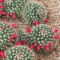 Mammillaria ROSEOALBA (Маммиллярия) 2
