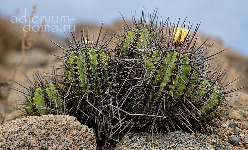 Copiapoa MARGINATA Копьяпоа окаймленная Копиапоа Маргината Копиапоя 2
