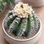 Copiapoa MARGINATA (Копьяпоа) 2
