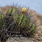 Copiapoa MARGINATA (Копьяпоа) 3