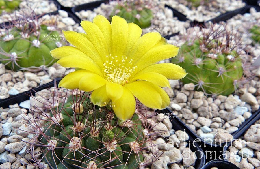 Weingartia FREY-JUCKERI Sulcorebutia Вейнгартия Фрея-Юккера Сулкоребуция 3