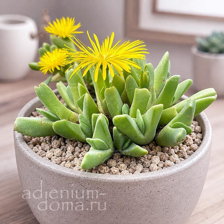 Cheiridopsis ACUMINATA CARINATA Хейридопсис заострённый Акумината Карината 2