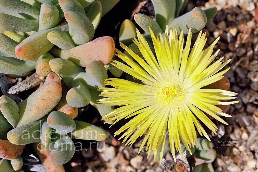 Cheiridopsis ACUMINATA CARINATA Хейридопсис заострённый Акумината Карината 3