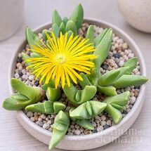 Cheiridopsis ACUMINATA (Хейридопсис)
